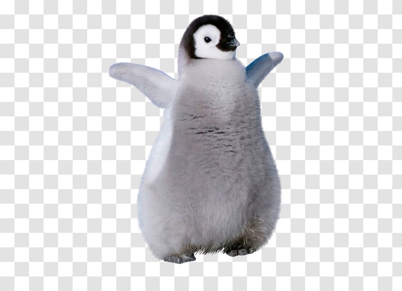 King Penguin Stuffed Animals & Cuddly Toys Beak Transparent PNG