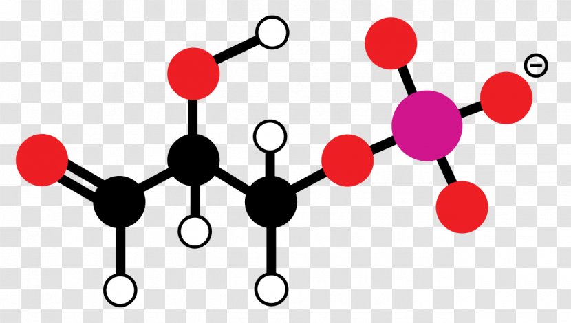 Calvin Cycle Photosynthesis Light-independent Reactions Ribulose 1,5-bisphosphate C3 Carbon Fixation - Chloroplast - Body Jewelry Transparent PNG