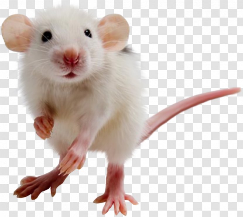 Rat Mouse Gerbil Hamster - Whiskers - Mouse, Image Transparent PNG