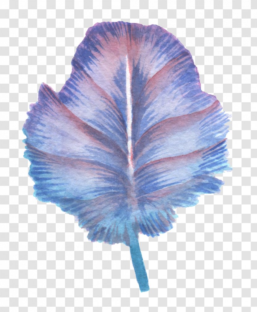Feather Drawing - Watercolor Painting - A Painted Transparent PNG