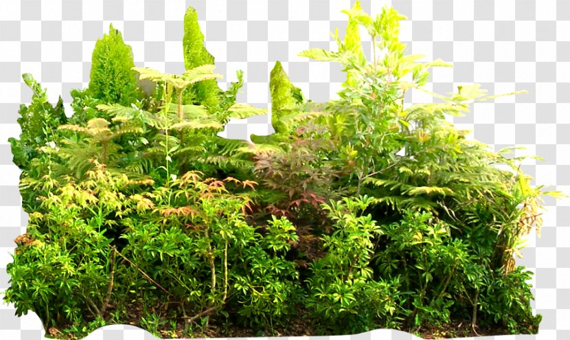 Tropical Rainforest Tropics Jungle Vegetation - Green Summer Transparent PNG