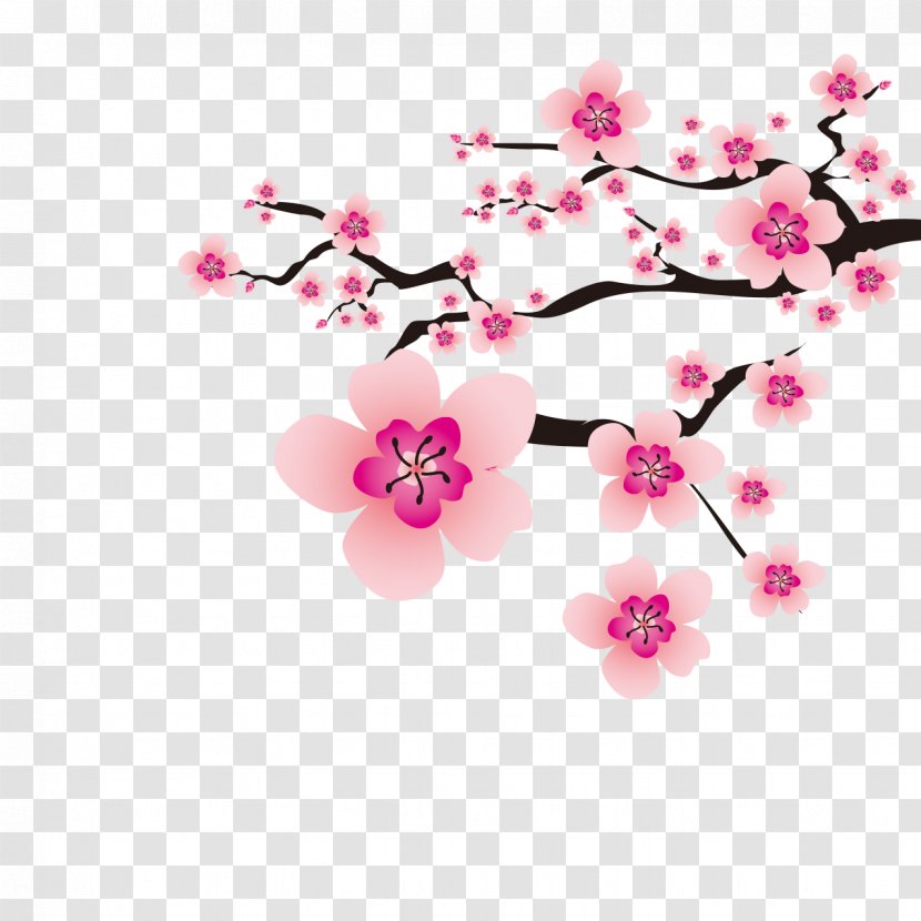 Cherry Blossom Plum Flower - Petal Transparent PNG