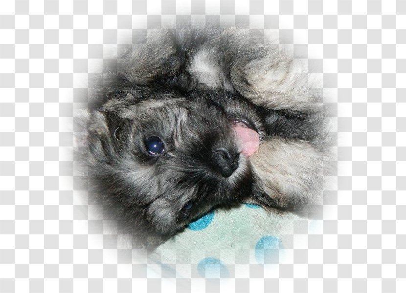 Dog Breed Keeshond Puppy Miniature Schnauzer Companion Transparent PNG