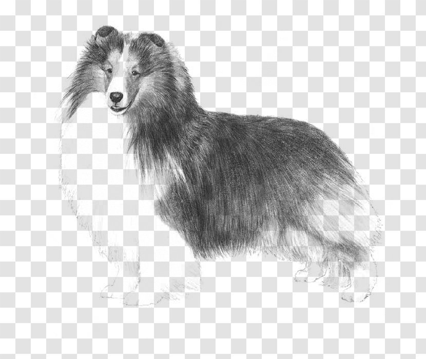 Shetland Sheepdog Old English Rough Collie Puppy American Kennel Club - Tail Transparent PNG