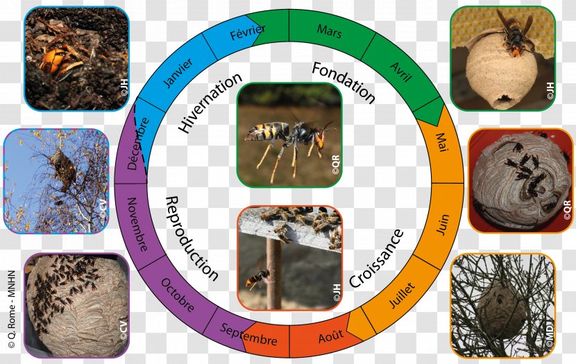 Bee Asian Hornet Nest Insect European - Honey - Males Transparent PNG