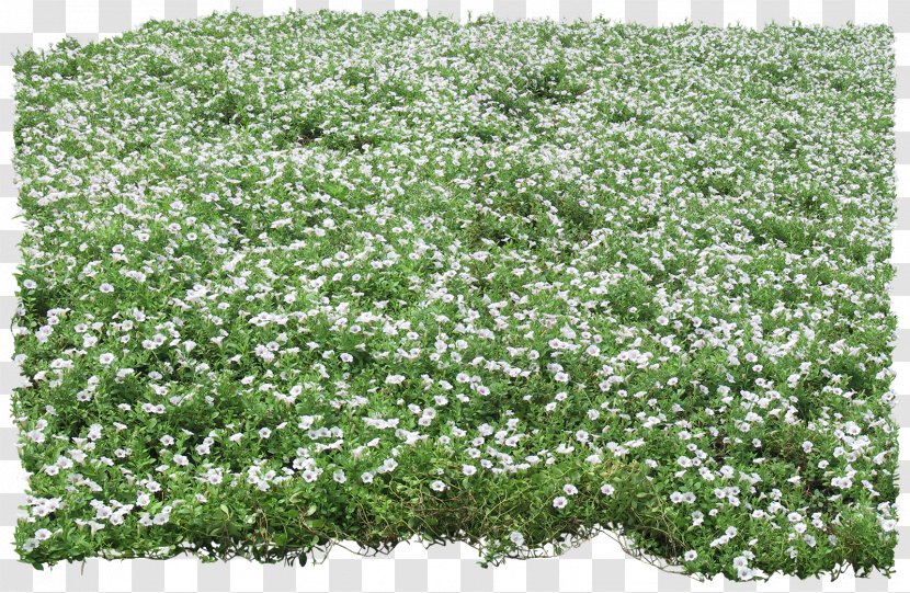 Landscape - Groundcover - Underbrush And Psd Grass Transparent PNG