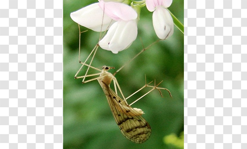 Insect Bittacus Strigosus Kimminsi Genus - Pollinator Transparent PNG