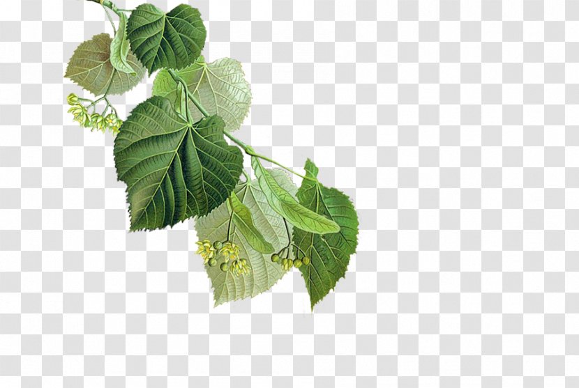 Herb Mint Lemon Balm Cheeses - Tree Transparent PNG