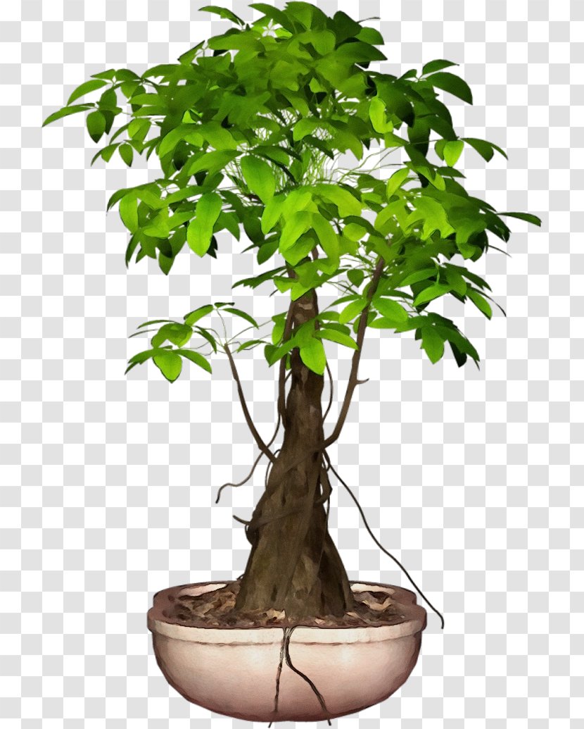 Flowerpot Tree Houseplant Plant Flower - Bonsai - Leaf Transparent PNG