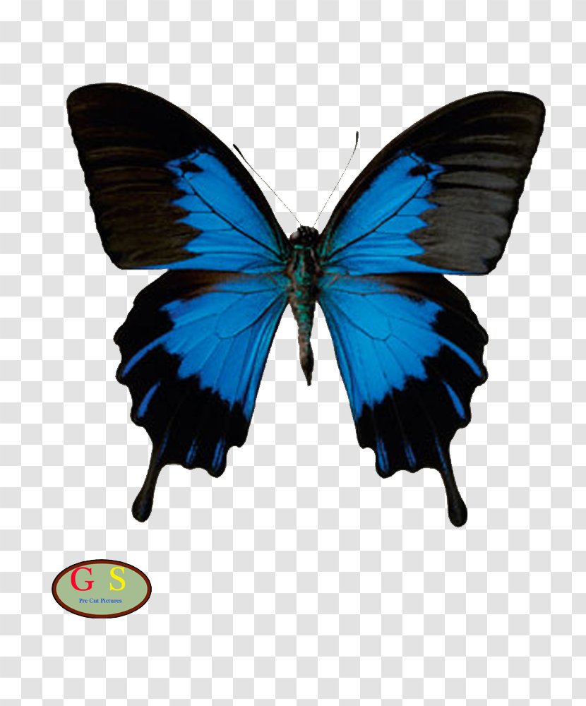 Butterfly American Sign Language Papilio Ulysses Transparent PNG