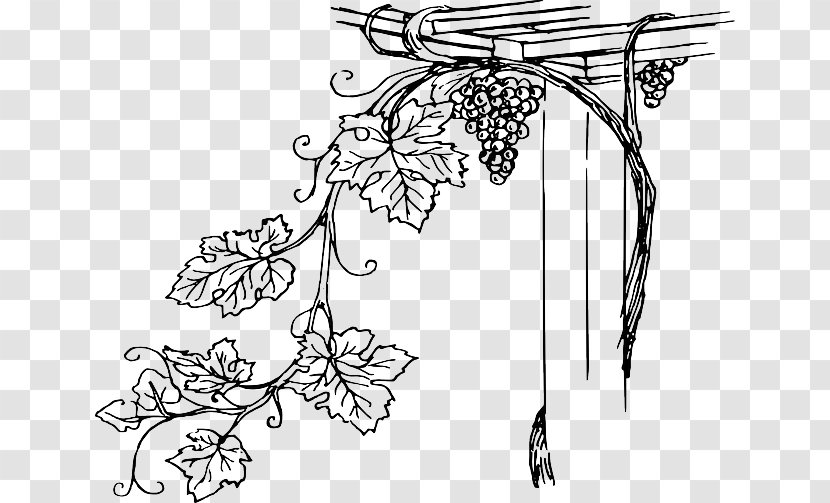 Common Grape Vine Wine Concord - European Flower Transparent PNG