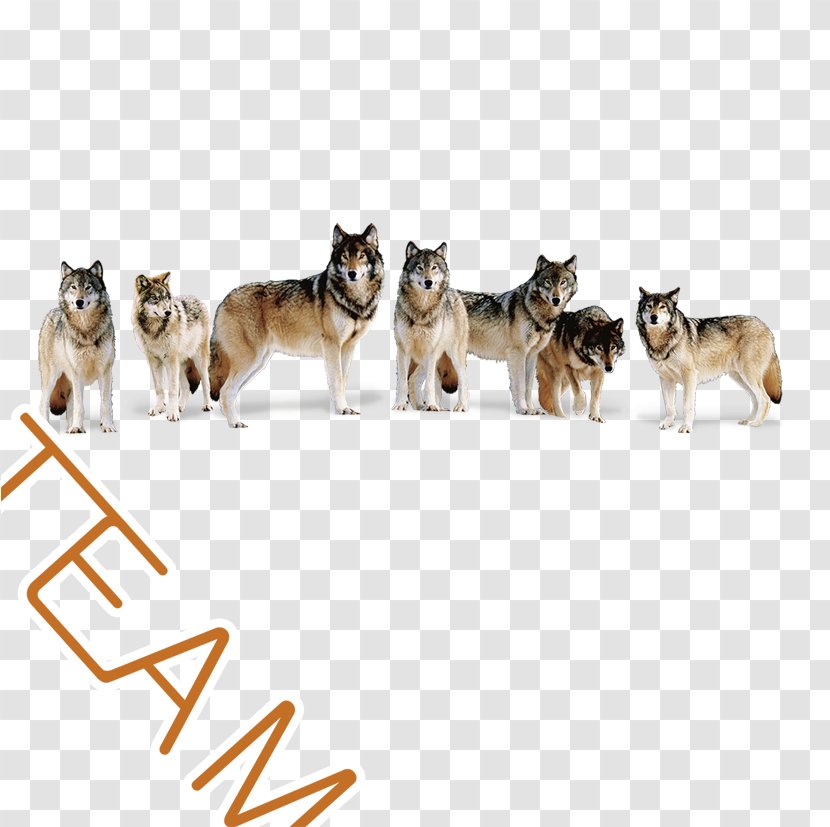 Gray Wolf Presentation Information - Tree - Team Transparent PNG