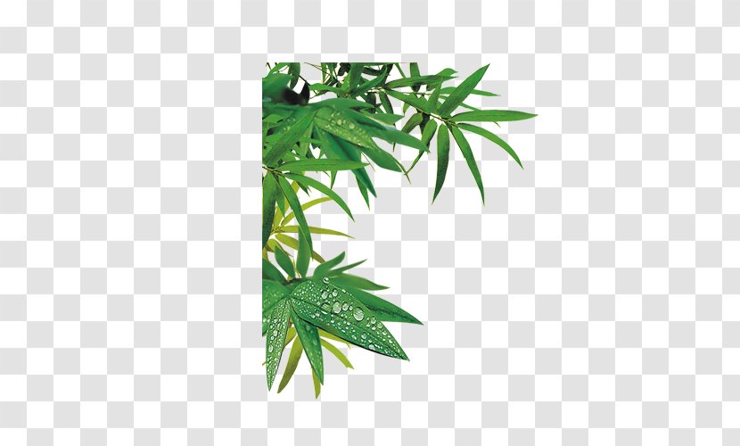 Download Bamboe Bamboo - Leaves Transparent PNG