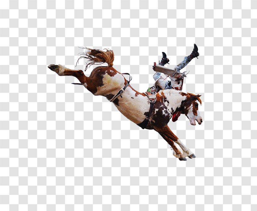 Mustang Stallion Equestrian Rein Rodeo - Horse Harness - RODEO Transparent PNG