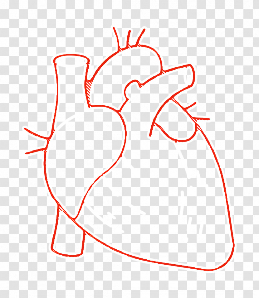 Human Anatomy Icon Heart Icon Transparent PNG