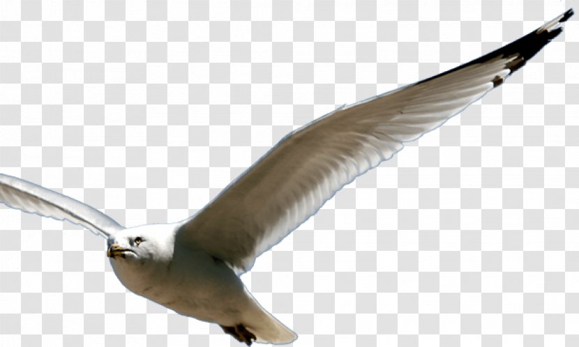 European Herring Gull Mind Spirit Soul Sense Transparent PNG