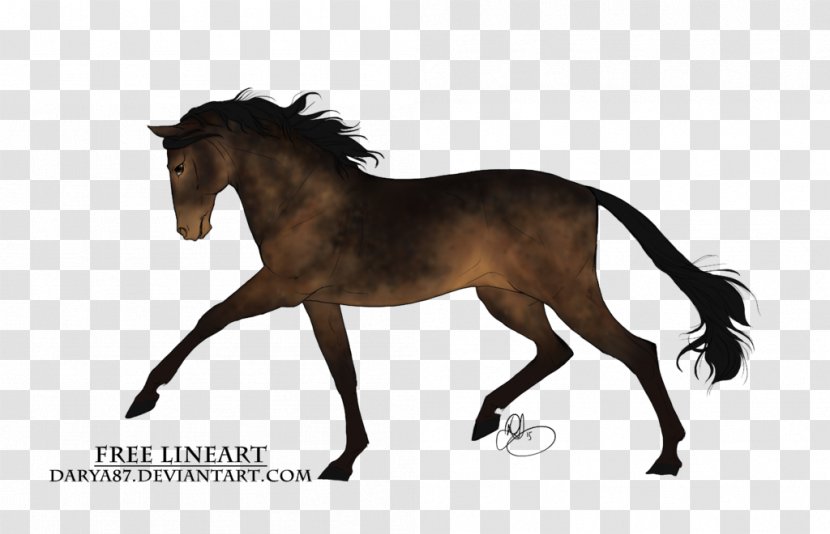 Mane Mustang Stallion Foal Mare - Mammal - Seal Brown Transparent PNG