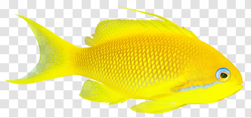 Goldfish Lossless Compression Coral Reef Fish - Data Transparent PNG