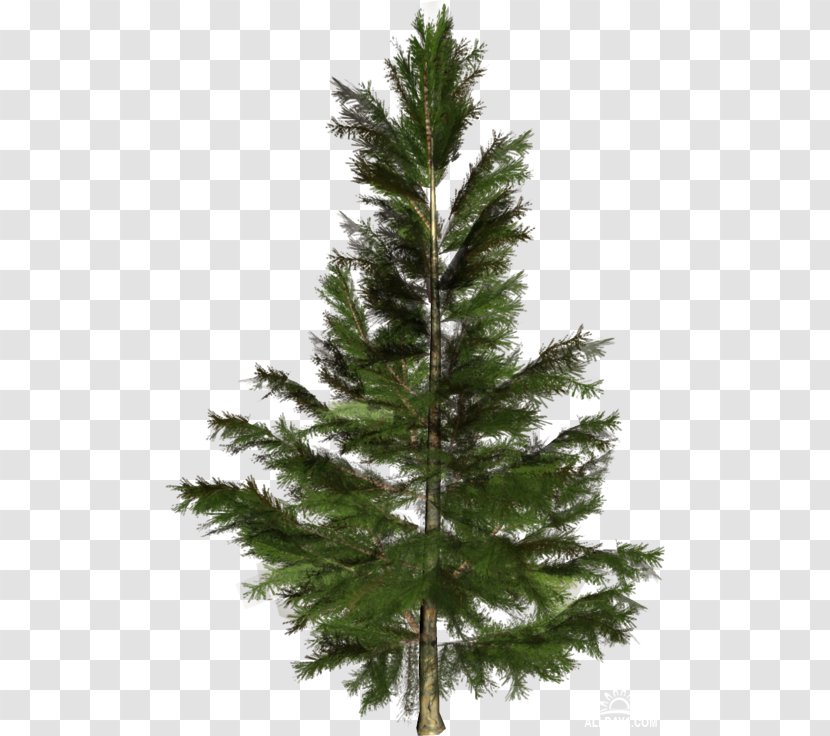 Spruce-pine-fir Conifers Tree - Fir - Conifer Transparent Transparent PNG