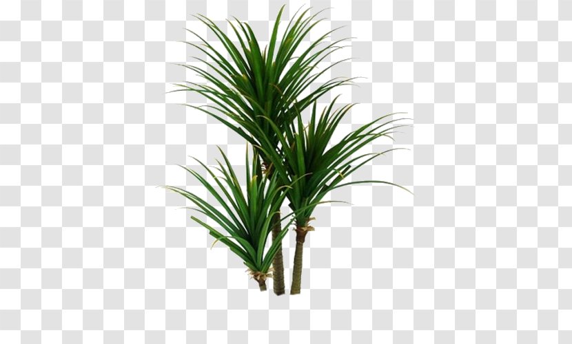 Houseplant Arecaceae Spineless Yucca Plant Stem - Palm Tree - Brush Transparent PNG