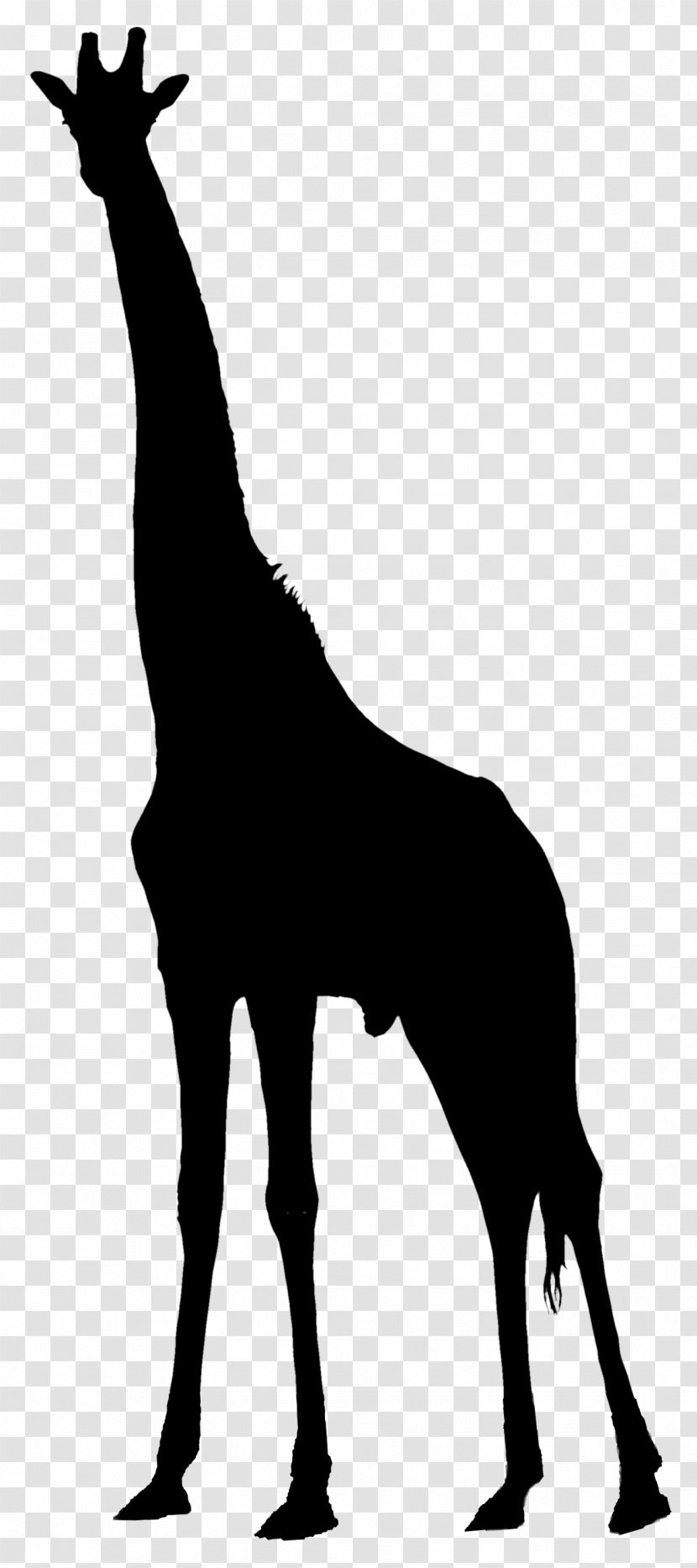Vector Graphics Image Clip Art Stock.xchng - West African Giraffe - Tail Transparent PNG