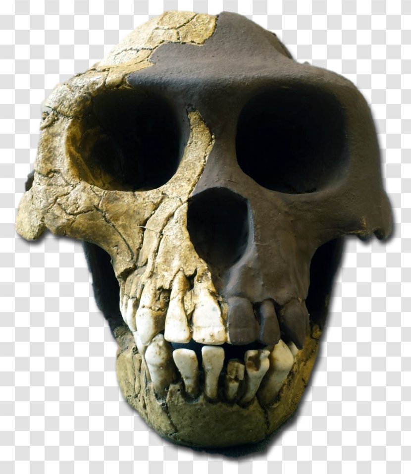 Ardipithecus Ramidus Kadabba Australopithecus Afarensis Pliocene Skull - Jaw Transparent PNG