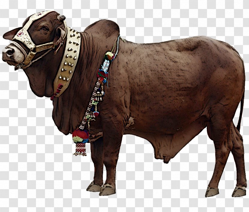 Bovine Bull Livestock Animal Figure Snout - Ox - Statue Transparent PNG
