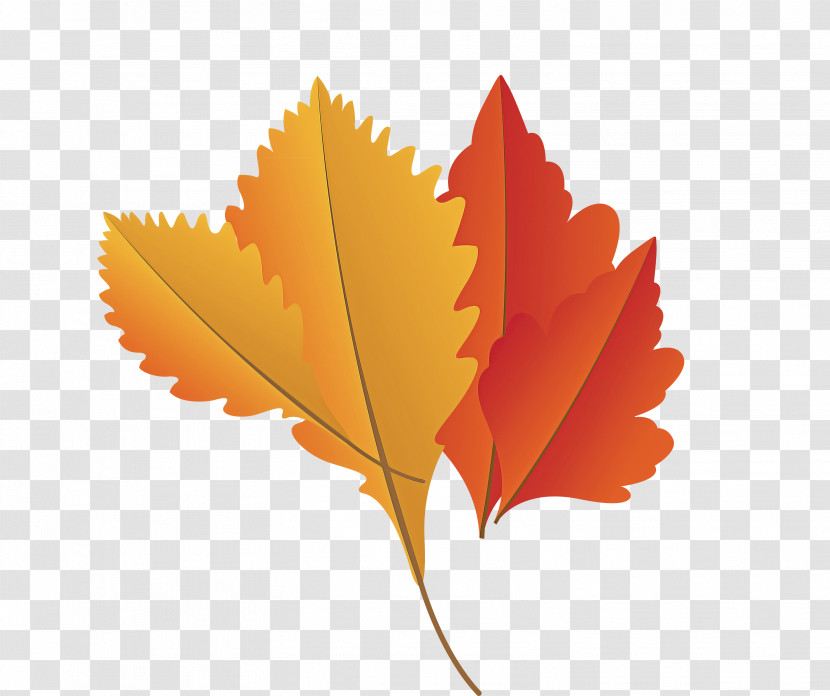 Maple Leaf Transparent PNG