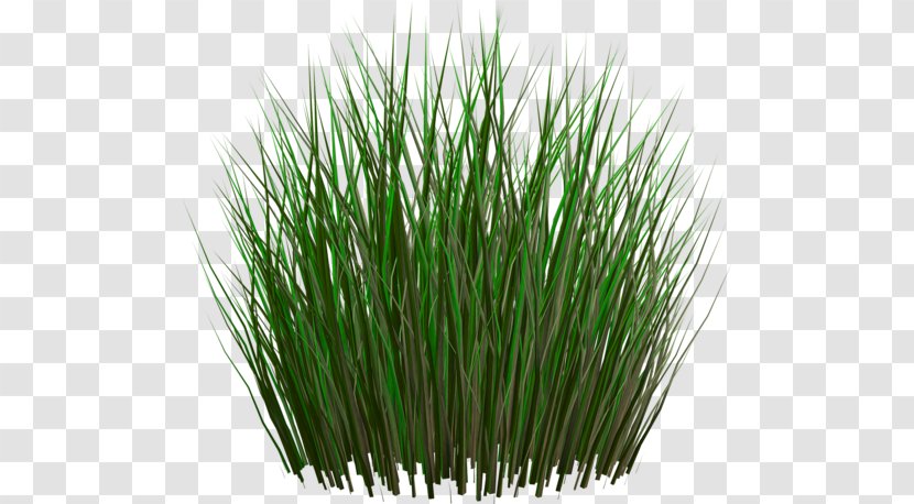 Clip Art - Grasses - Wheatgrass Transparent PNG