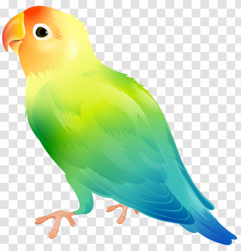 Parrot Yellow-collared Lovebird Budgerigar Clip Art - Bird - Cartoon Transparent PNG