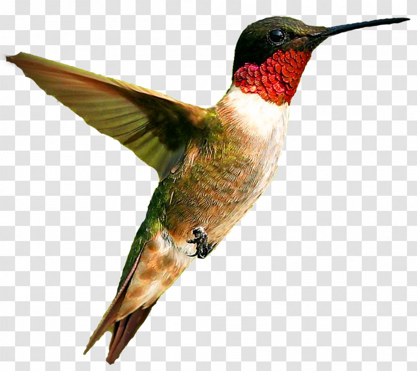 Hummingbird - Rubythroated - Rufous Transparent PNG