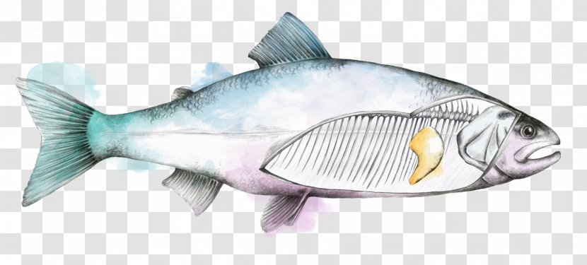 Fish Skretting Rainbow Trout Tilapia Transparent PNG