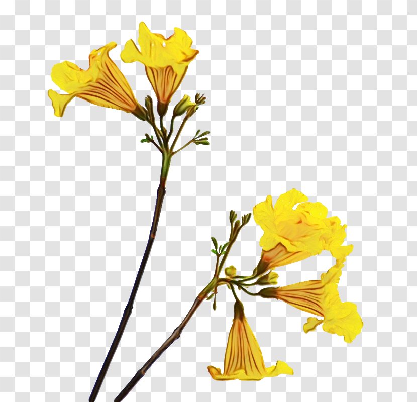 Flower With Stem - Herbaceous Plant - Narrowleaved Sundrops Oenothera Macrocarpa Transparent PNG