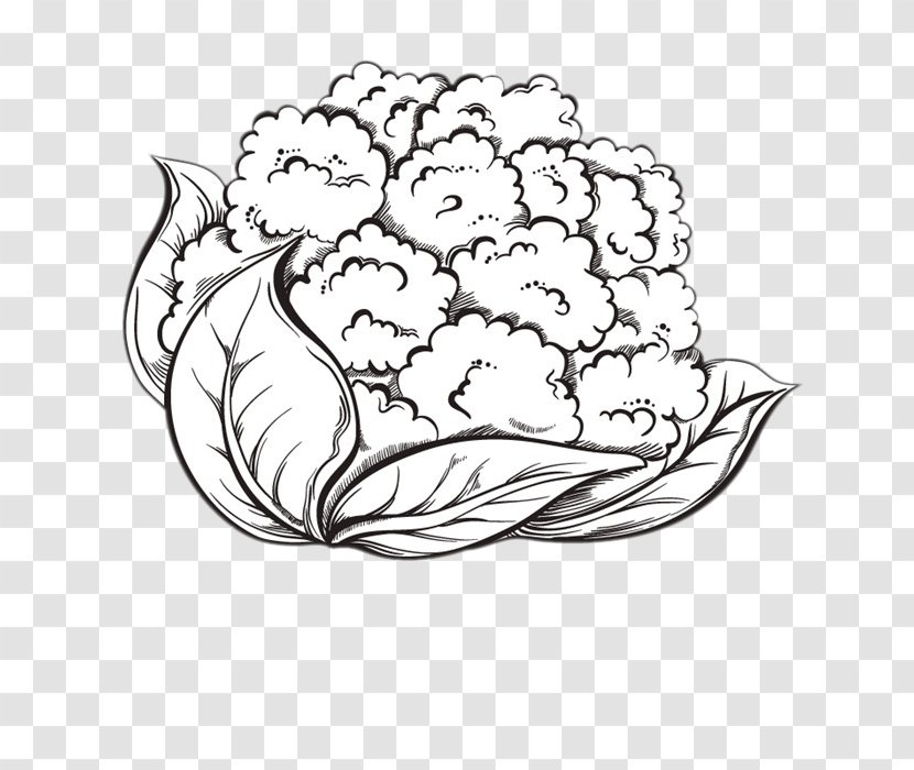 Cauliflower Cheese Broccoli Drawing - Frame - Hand-painted Transparent PNG