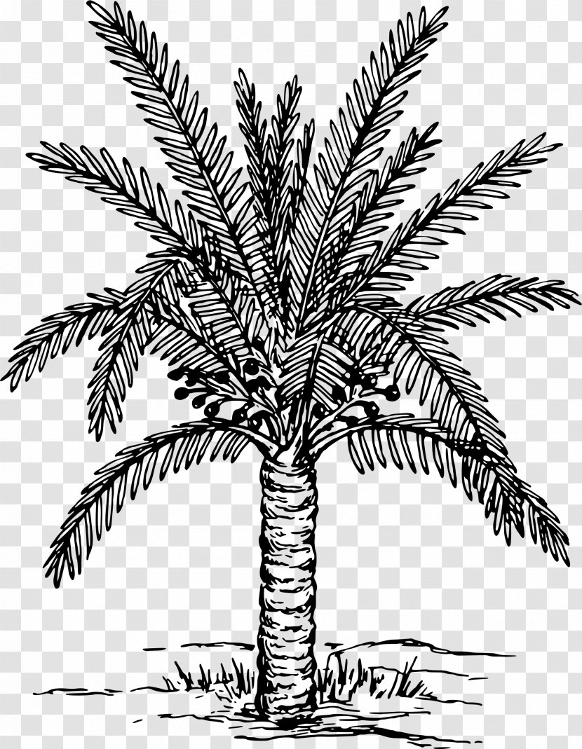 Metroxylon Sagu Arecaceae Drawing Tree Sago - Fir-tree Transparent PNG