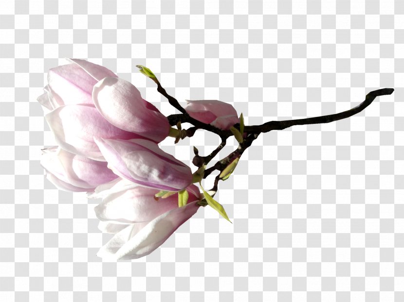 Flower Magnolia Clip Art - Bud Transparent PNG