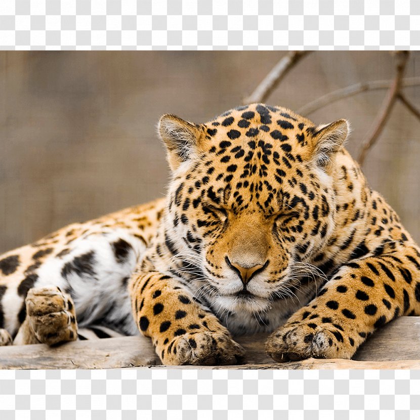 Vertebrate Black Panther Felidae Jaguar Animal - Cheetah Transparent PNG