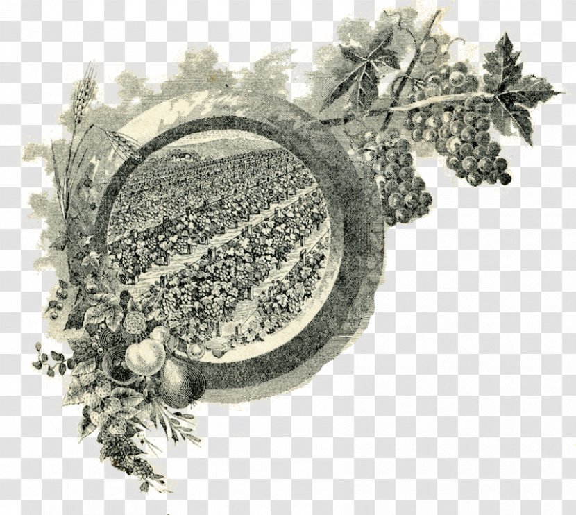 Common Grape Vine Wine Tree Symposium Transparent PNG