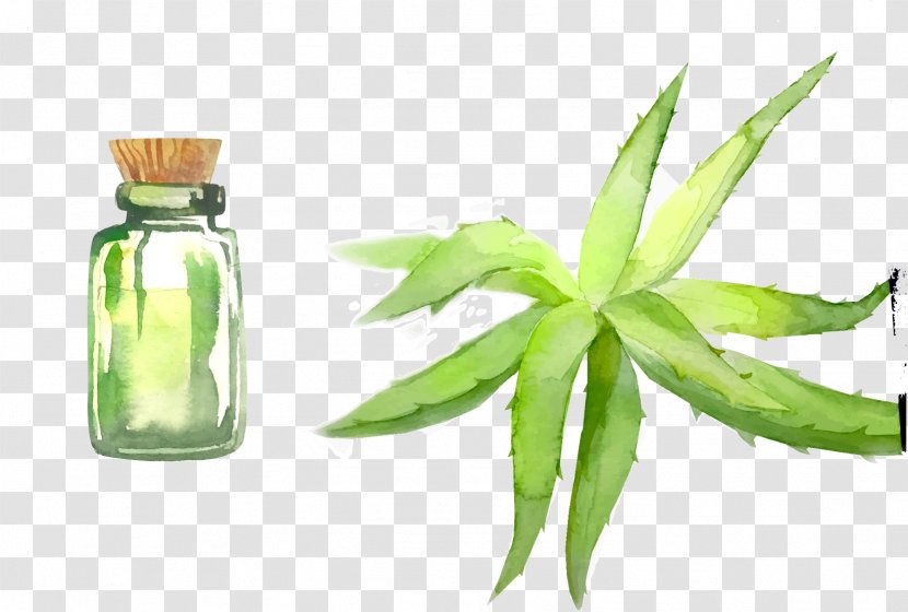 Aloe Vera Leaf - Vector Hand-painted Essential Oil Transparent PNG