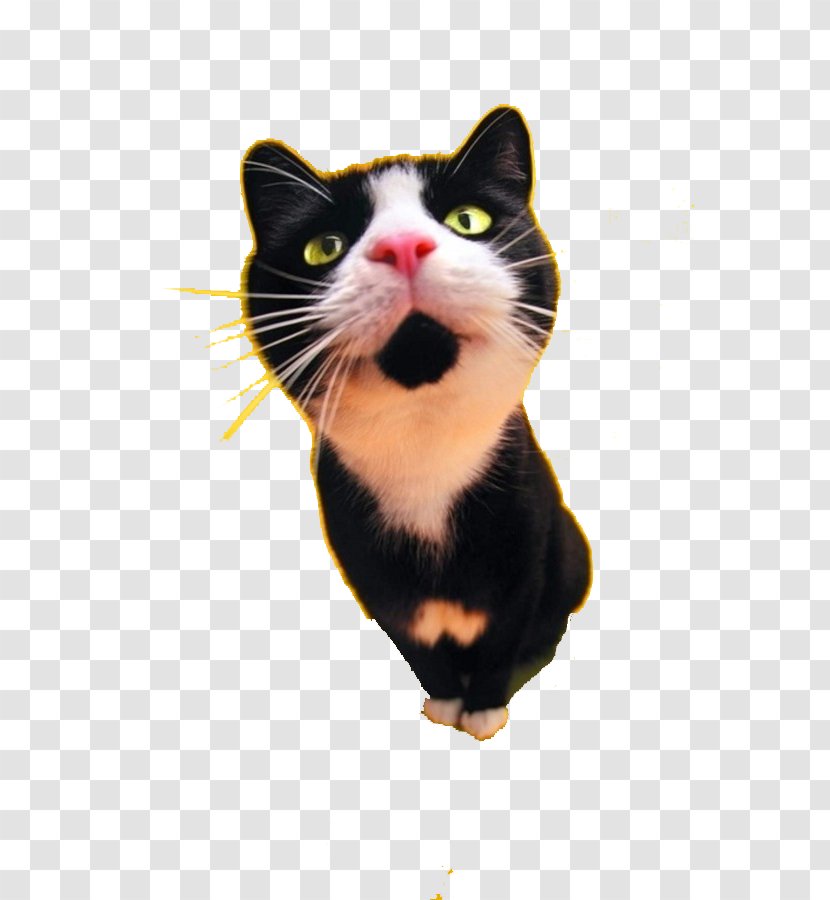Cat Food Dog Black Tattoo - Cute Transparent PNG