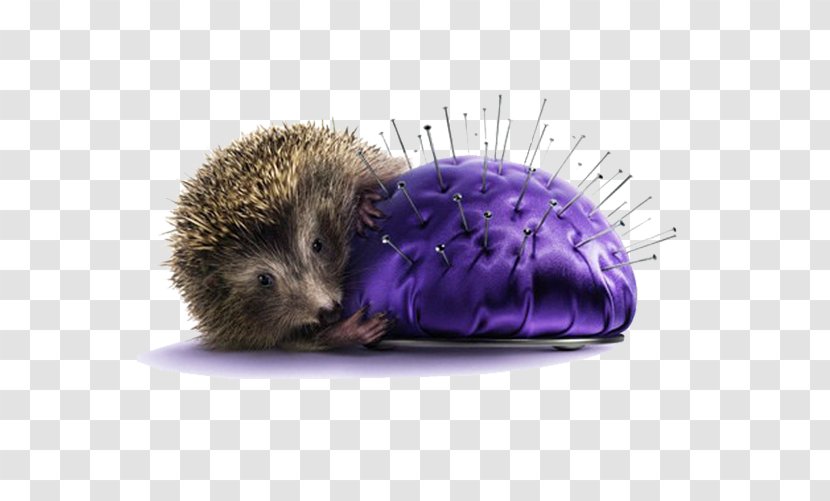 United Kingdom Cigarette Silk Cut Advertising Brand - Creative Hedgehog Transparent PNG