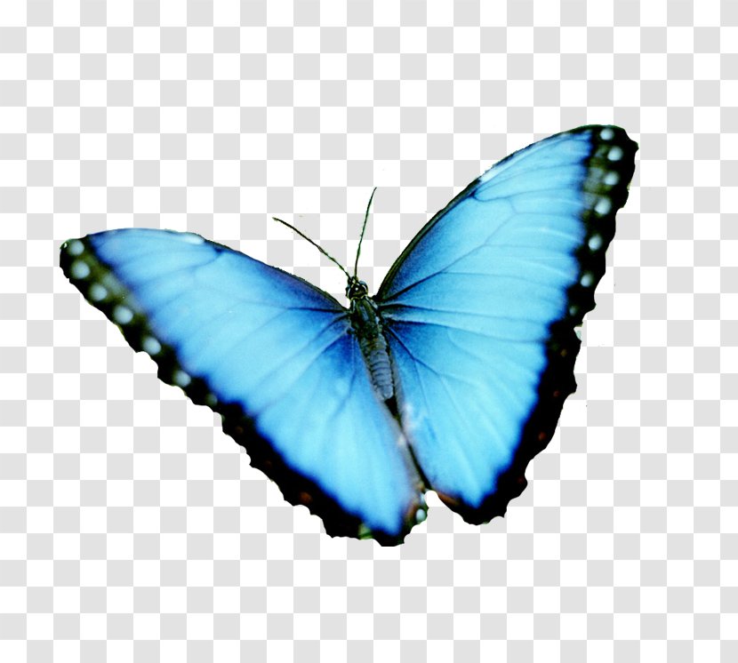Butterfly Menelaus Blue Morpho Rhetenor Image - Pollinator Transparent PNG