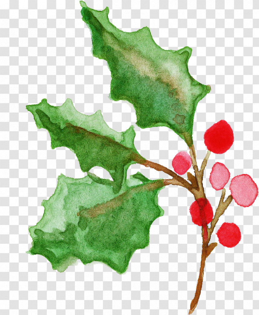 Holly Transparent PNG