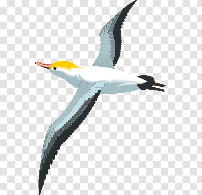 Gulls Bird Clip Art - Gannet - Seagulls Flying Transparent PNG