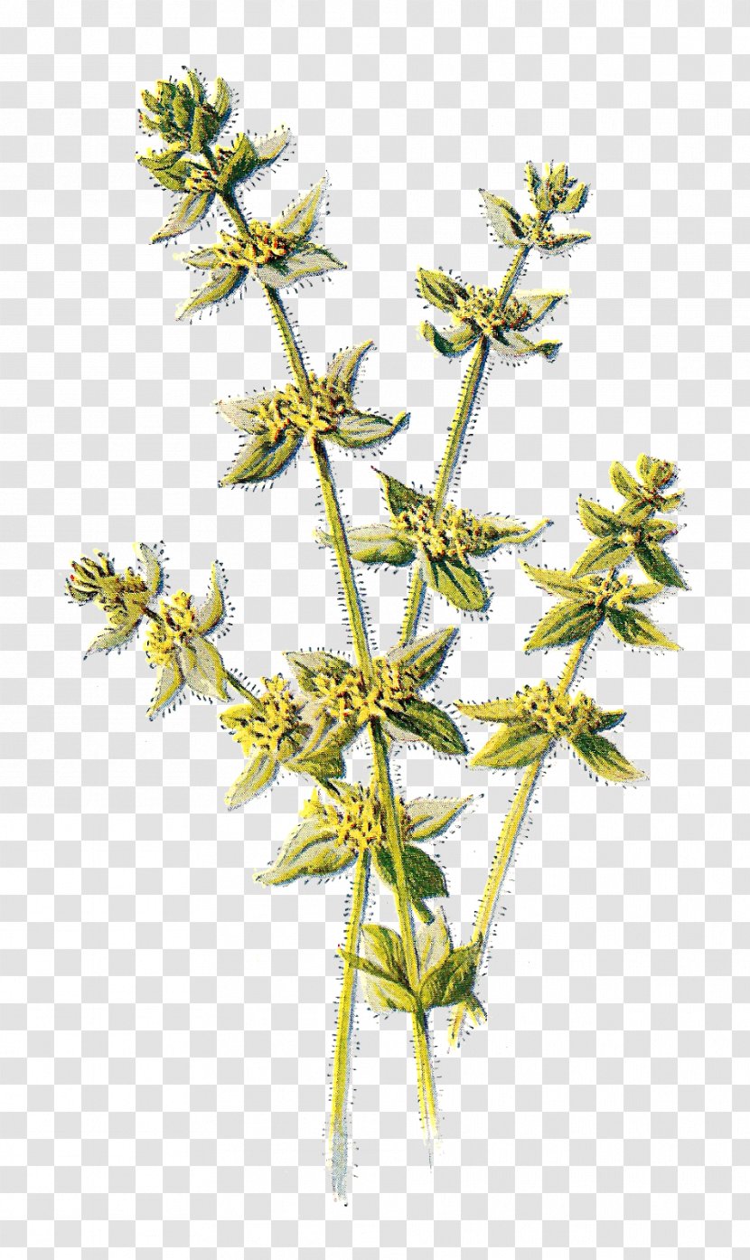 Wildflower Cruciata Laevipes Yellow Clip Art - Color - Wild Flowers Transparent PNG