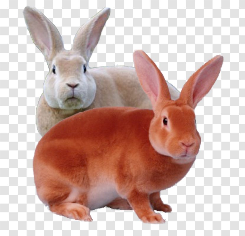 Domestic Rabbit Rex Mini Leporids - Eddie Murphy Transparent PNG