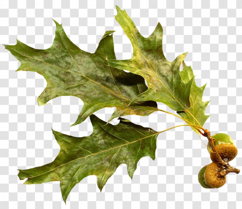 Leaf Oak Branch - Acorn Transparent PNG