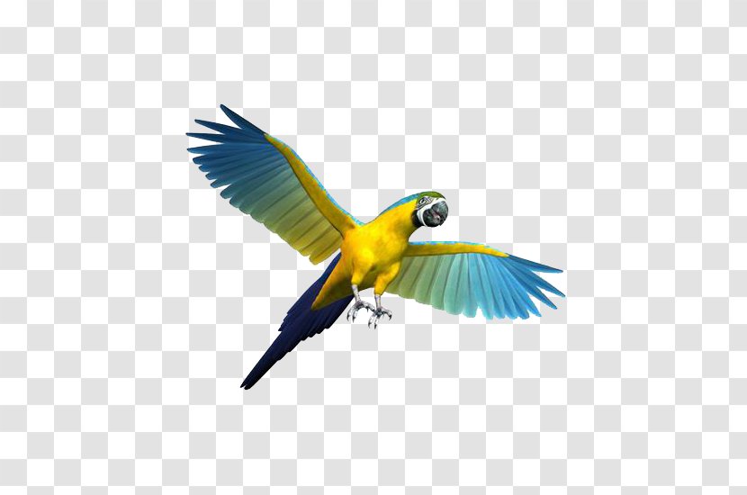 Parrot Bird Cockatiel Budgerigar Toy - Chew - Flying Transparent PNG
