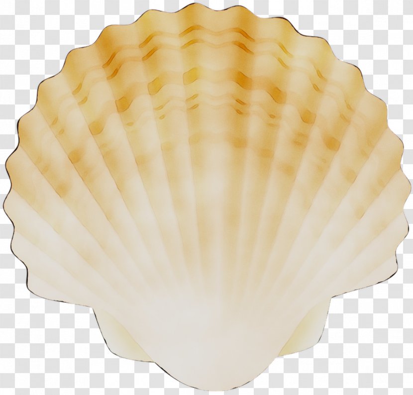 Cockle Conchology Scallops - Baking Cup Transparent PNG