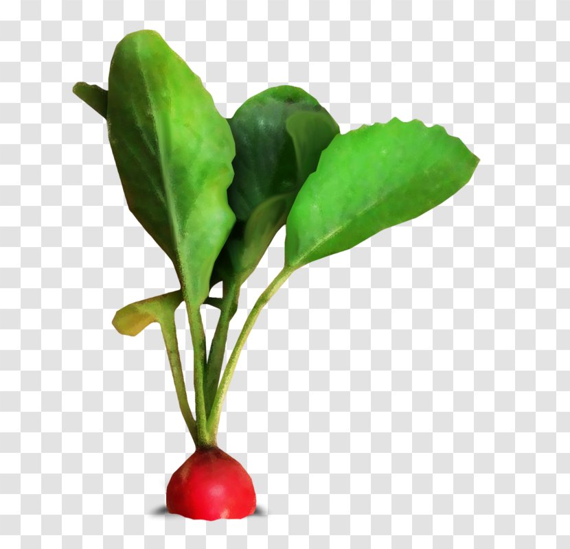 Leaf Vegetable Radish Cải Củ Red - Flowerpot Transparent PNG